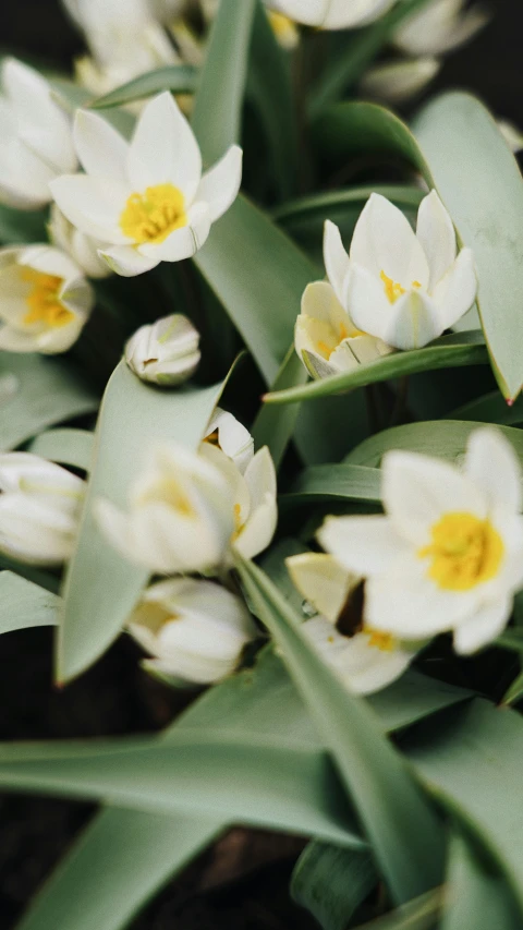 a close up of a bunch of white flowers, unsplash, low quality photo, tulip, analogue photo, green foliage
