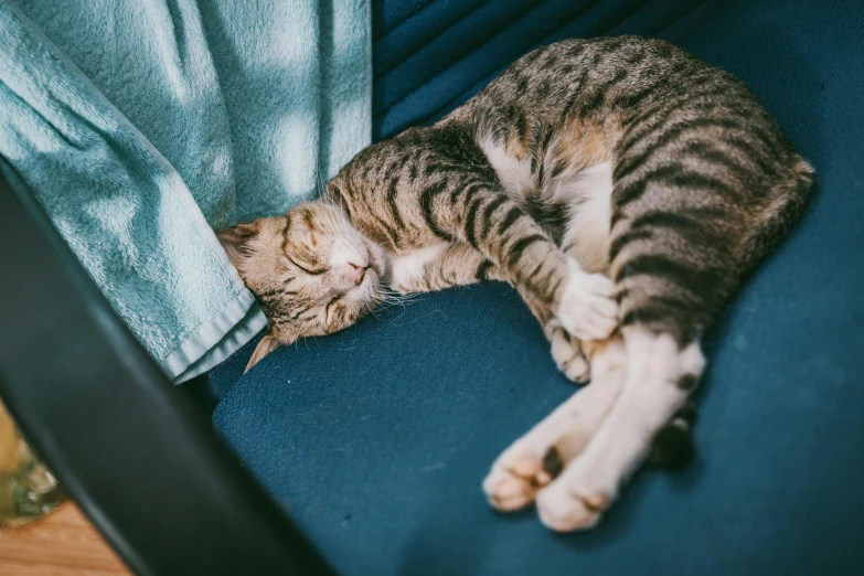 a cat sleeping on top of a blue chair, by Julia Pishtar, trending on unsplash, the cat who could drive a car, curled up under the covers, on a checkered floor, easygoing