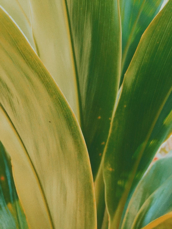 a close up of a plant with green leaves, inspired by Elsa Bleda, trending on unsplash, gradient yellow, instagram story, banana color, ((greenish blue tones))