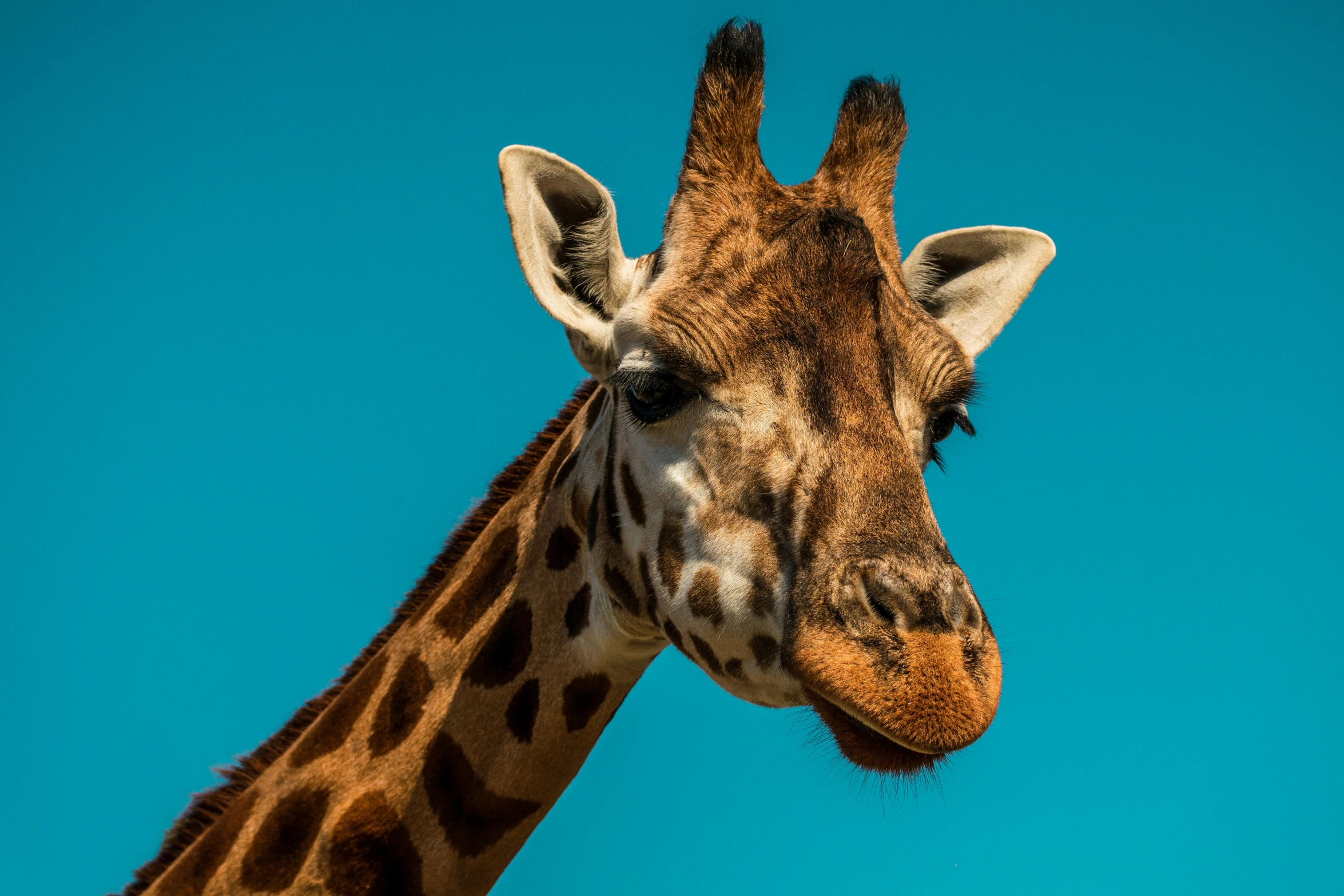 a close up of a giraffe's head against a blue sky, by Peter Churcher, pexels contest winner, 🦩🪐🐞👩🏻🦳, brown, portrait of tall, composite