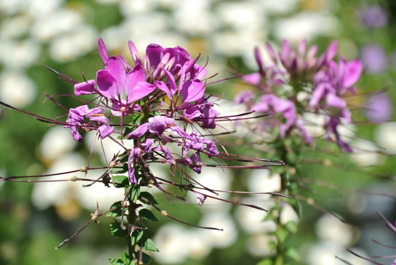 a bunch of purple flowers sitting on top of a lush green field, hurufiyya, honeysuckle, award - winning, gypsophila, today\'s featured photograph 4k