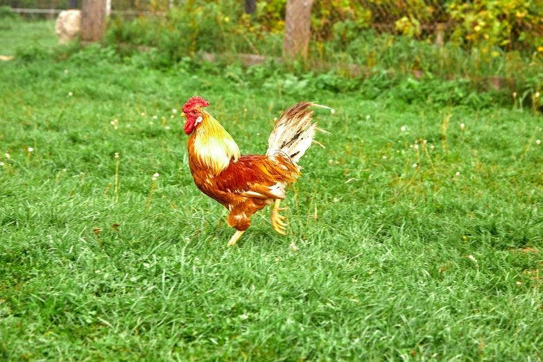 a rooster standing on top of a lush green field, in the yard, copper, doing a kick, file photo