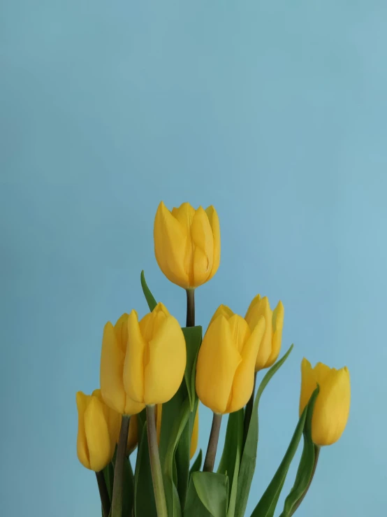 a vase filled with yellow tulips against a blue background, trending on unsplash, photorealism, stock photograph, full frame image