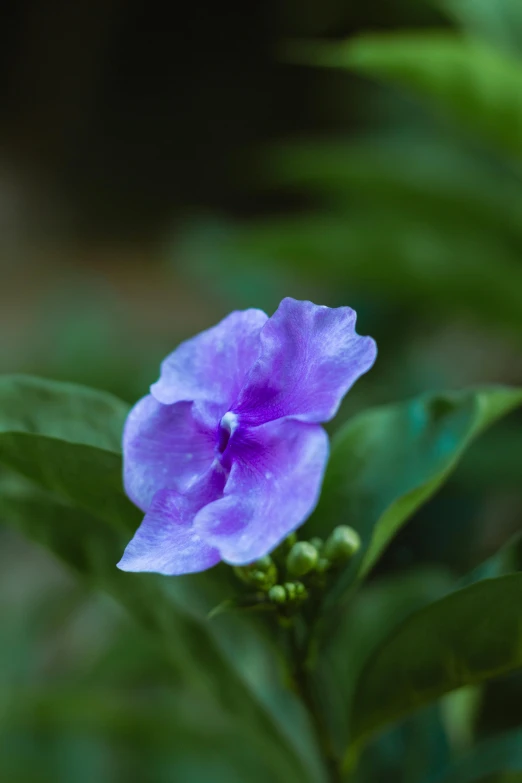 a close up of a purple flower with green leaves, a portrait, unsplash, cuba, mediumslateblue flowers, picturesque, laos