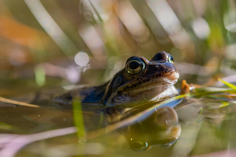 a frog that is sitting in some water, a portrait, by Lee Loughridge, unsplash, fan favorite, australian, warm spring, hunting
