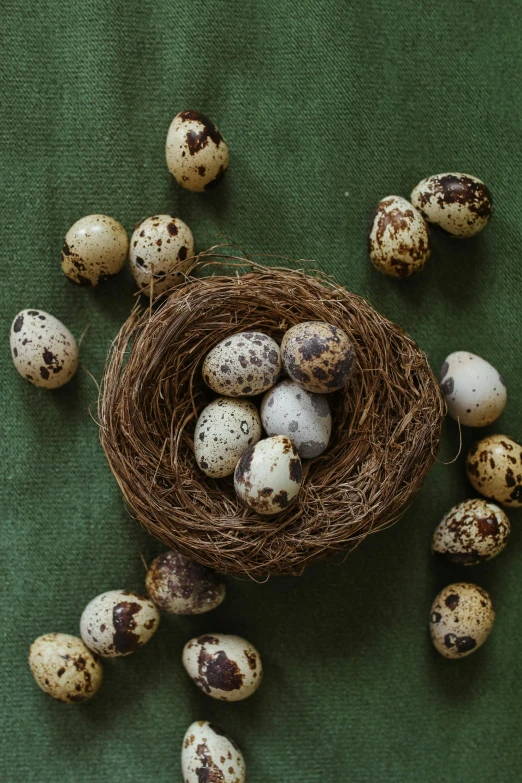 a bird nest filled with eggs on top of a green cloth, shutterstock contest winner, renaissance, white with black spots, seeds, top - down photograph, various sizes