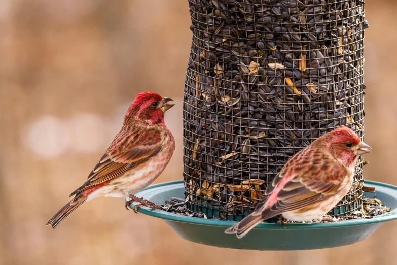 a couple of birds sitting on top of a bird feeder, by Bernie D’Andrea, trending on pexels, red peaks in the background, bowl filled with food, brown, close up high detailed