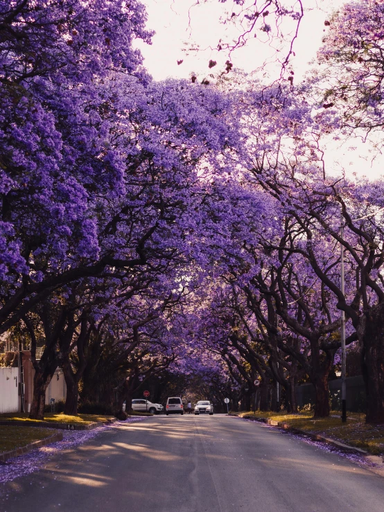 a street lined with trees covered in purple flowers, surrounding the city, ((purple)), 🚿🗝📝, february)