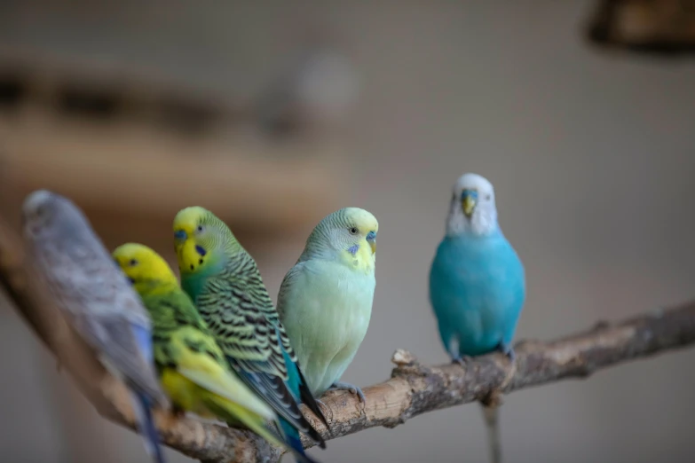 a group of birds sitting on top of a tree branch, a portrait, trending on pexels, arabesque, indoor picture, some yellow green and blue, pet animal, light blues