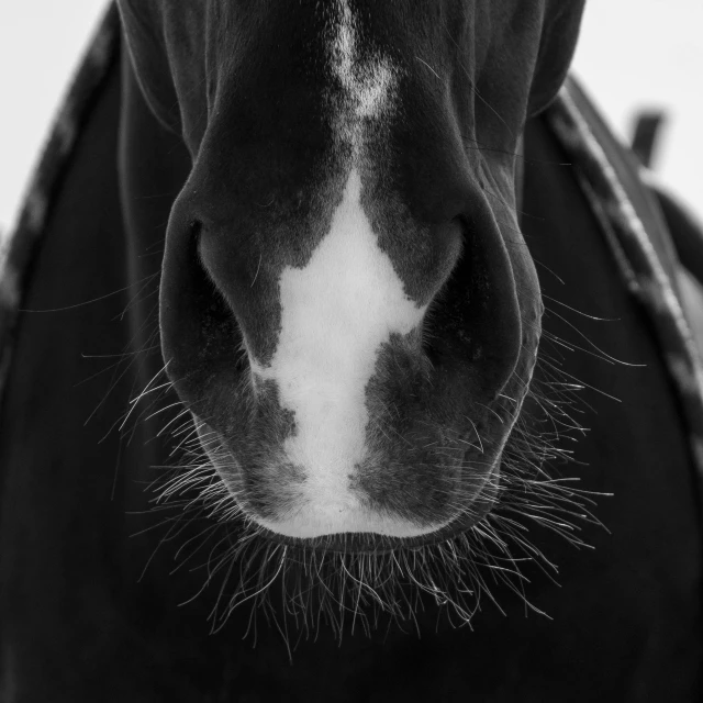 a black and white photo of a horse, by Jan Rustem, square nose, nosey neighbors, equine, animal nose