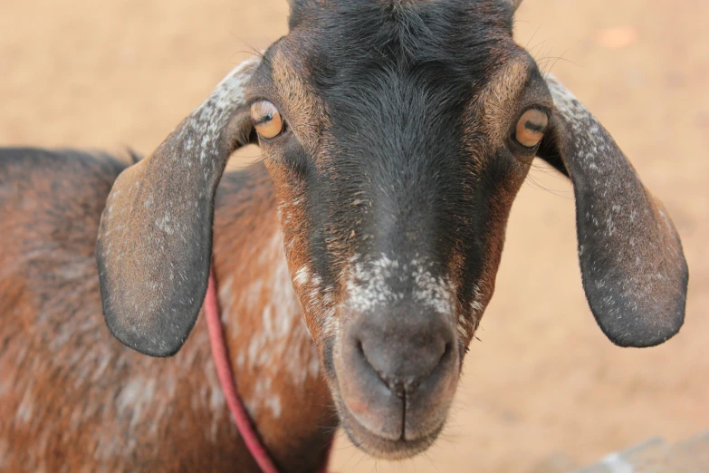 a close up of a goat with a red collar, trending on unsplash, slightly tanned, 🦩🪐🐞👩🏻🦳, nubian, taken in the late 2010s