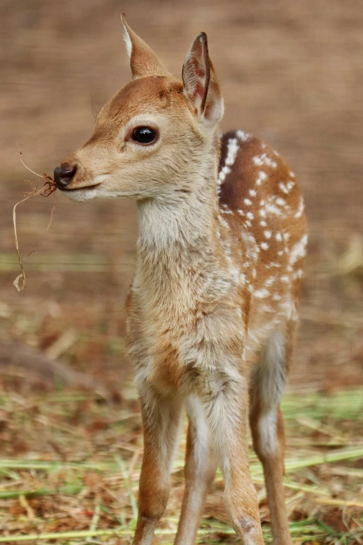 a baby deer standing on top of a grass covered field, bangalore, with a straw, close-up!!!!!, 2070