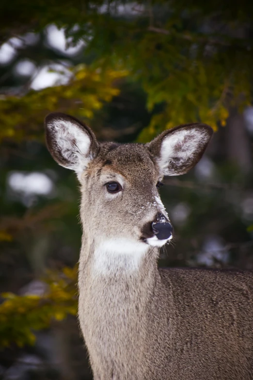 a deer that is standing in the snow, in front of a forest background, up-close