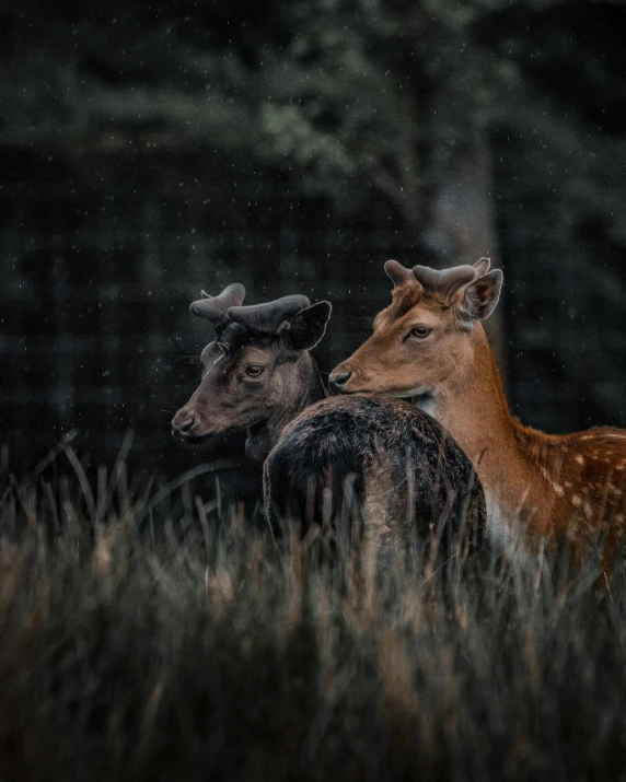 a couple of deer standing on top of a lush green field, pexels contest winner, in the rain in the early evening, close-up photo, sitting in the forrest, museum quality photo