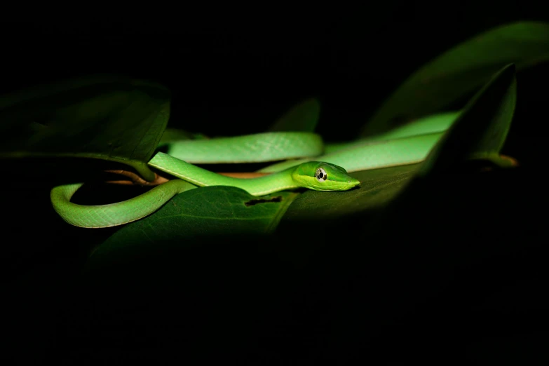 a green snake on a leaf in the dark, trending on pexels, avatar image, getty images, voge photo, young female
