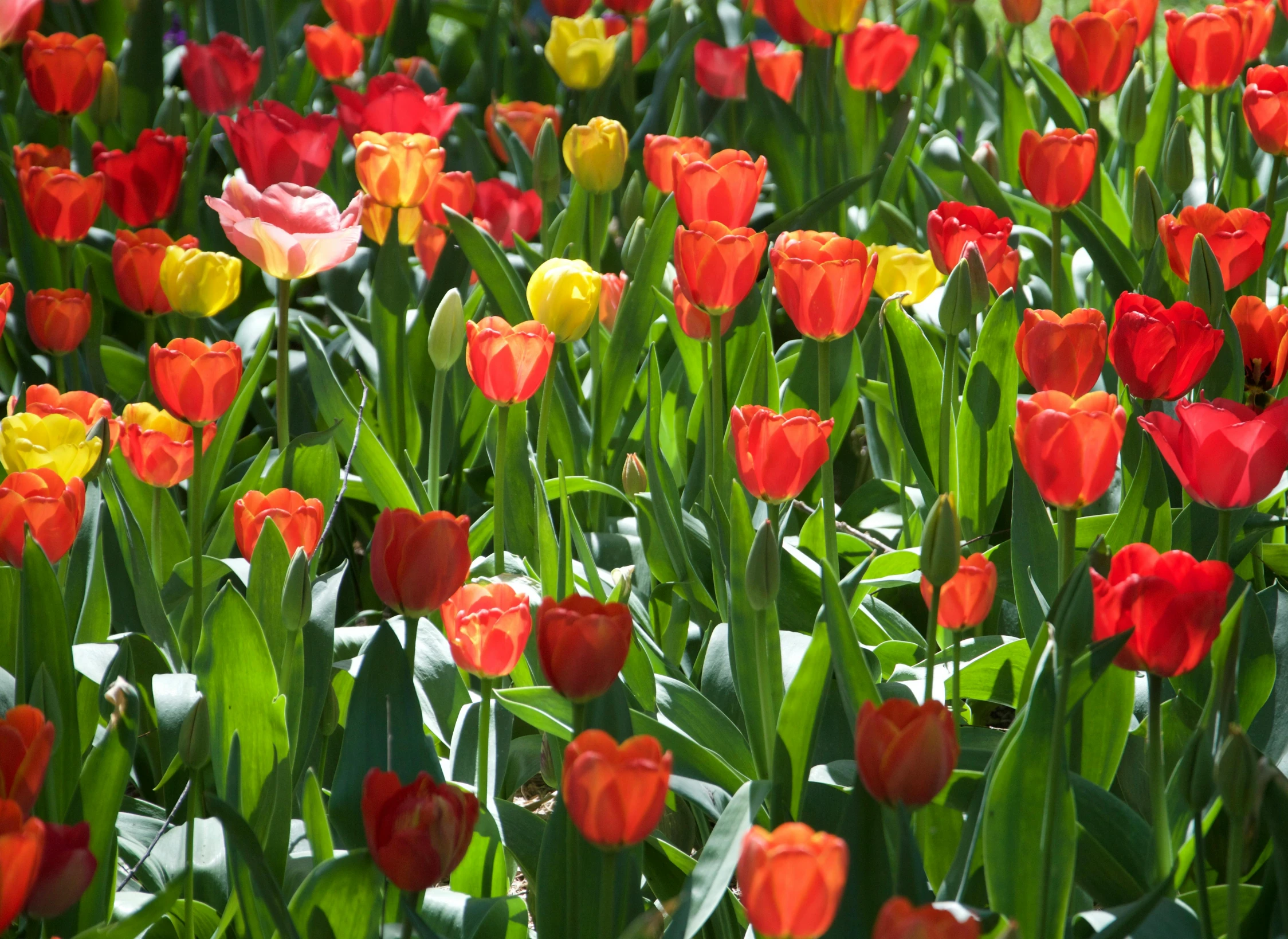 a field of red and yellow tulips on a sunny day, pexels, color field, green and red, rectangle, bulbous, vibrant foliage