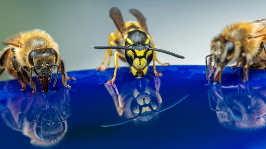 a group of bees sitting on top of a blue bowl, a macro photograph, pexels contest winner, hyperrealism, gold refractions off water, avatar image, wasps, 4k'