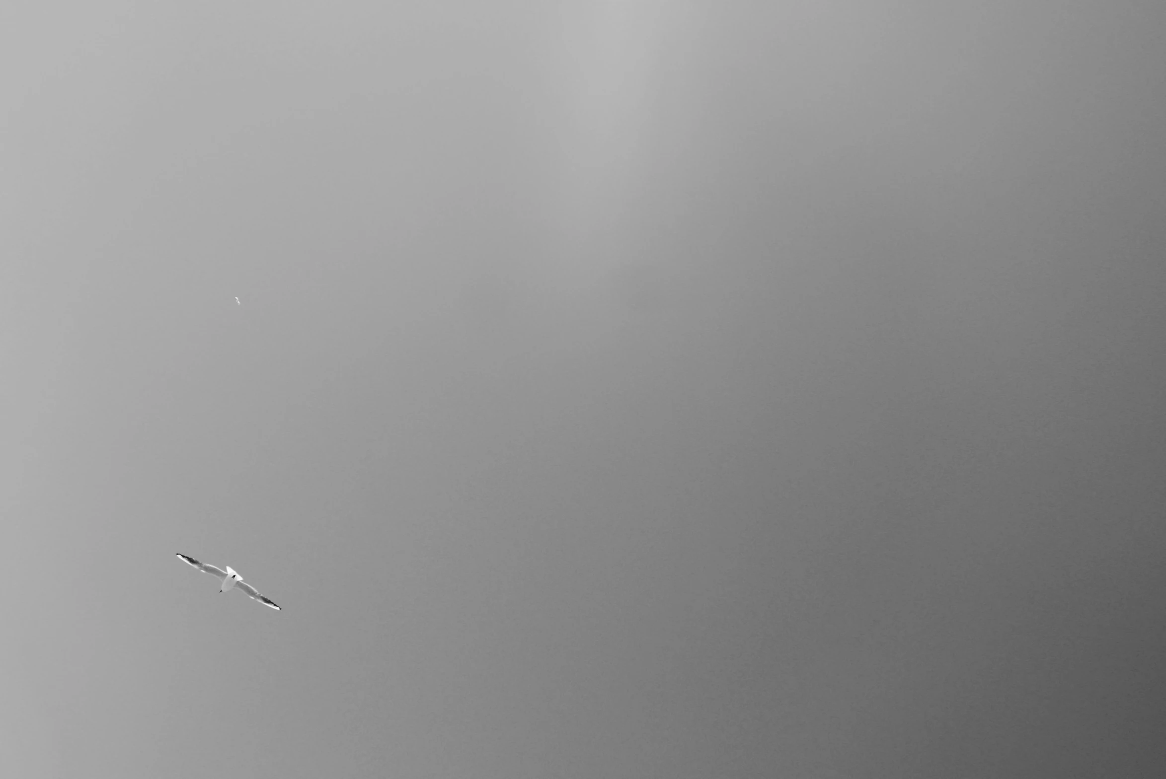 a black and white photo of a plane in the sky, by Jan Rustem, unsplash, minimalism, dragonfly, thin fog, banner, fishing
