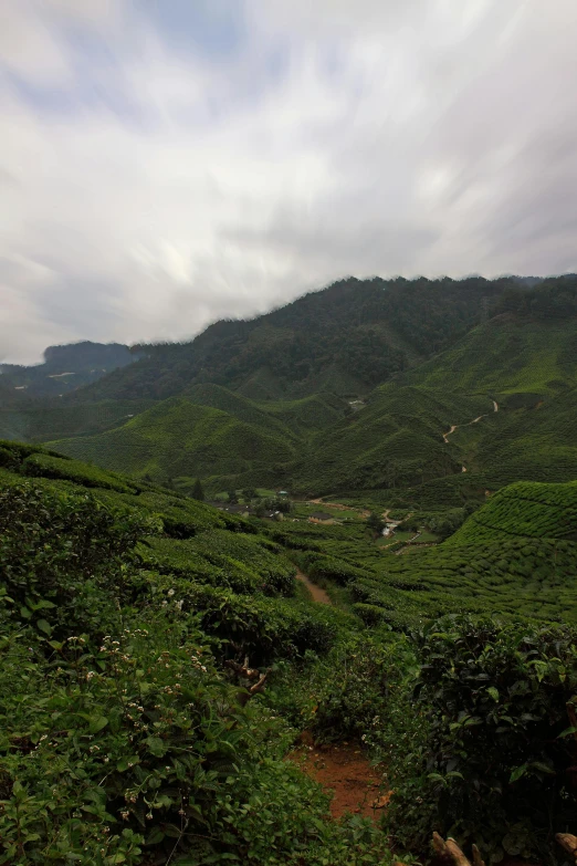 a lush green valley with mountains in the background, sumatraism, square, tea, kuala lumpur, 8 k )