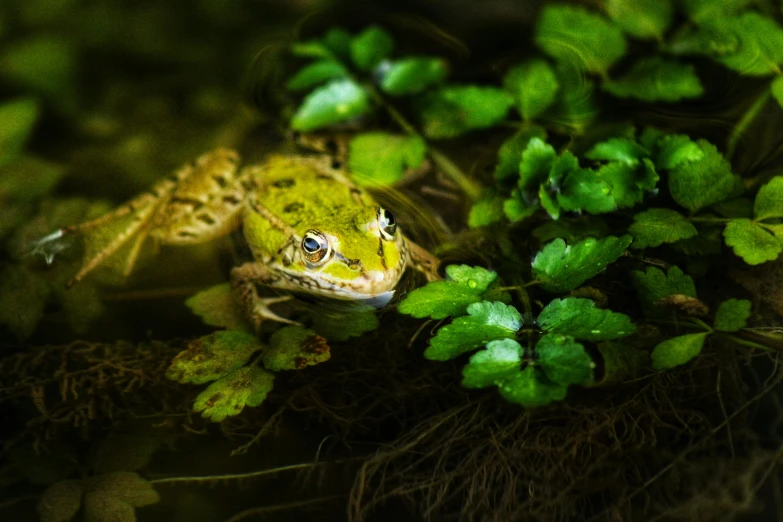 a frog that is sitting in the grass, by Adam Marczyński, pexels contest winner, renaissance, overgrown with aquatic plants, gold and green, fine art print, portrait of a small