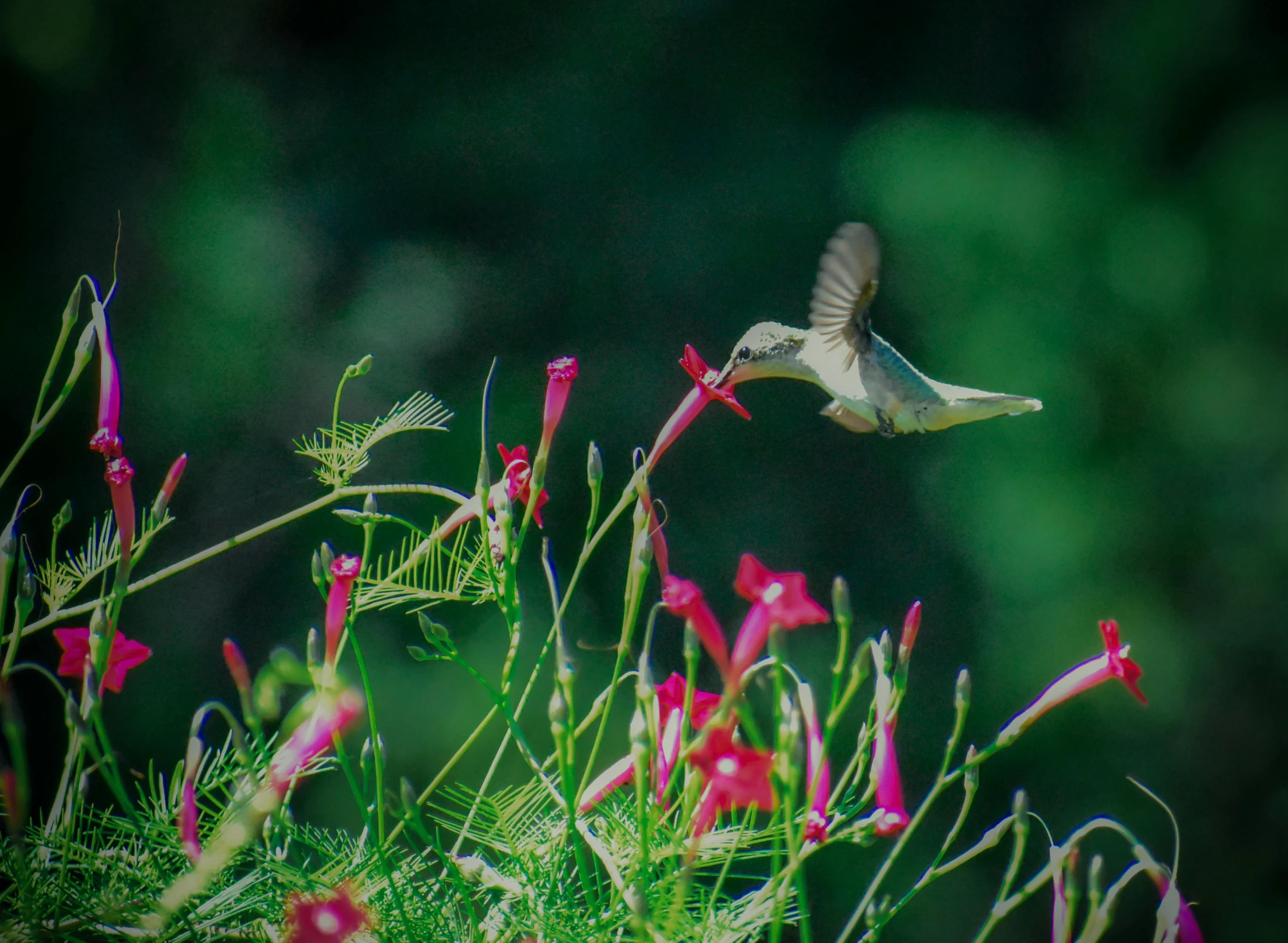 a bird that is flying over some flowers, by Carey Morris, pexels contest winner, arabesque, green and pink, museum quality photo, southern wildflowers, hummingbirds