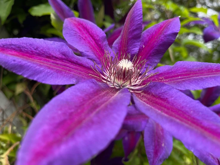 a close up of a purple flower on a plant, clematis like stars in the sky, 🦩🪐🐞👩🏻🦳, magenta and crimson and cyan, exterior shot