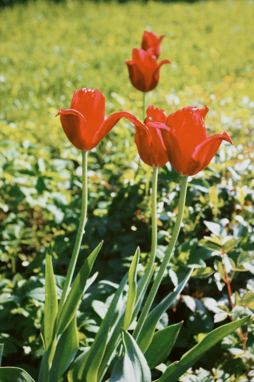 two red tulips in the middle of a field, by Jan Henryk Rosen, romanticism, 1960s color photograph, ( ( photograph ) ), bronze, exterior botanical garden