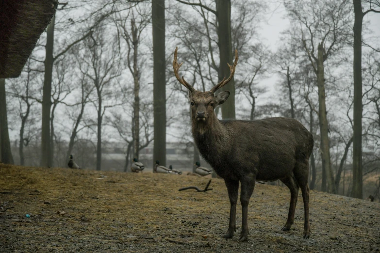 a deer standing in the middle of a forest, by Jesper Knudsen, pexels contest winner, realism, nadav kander, an ox, grey, animals