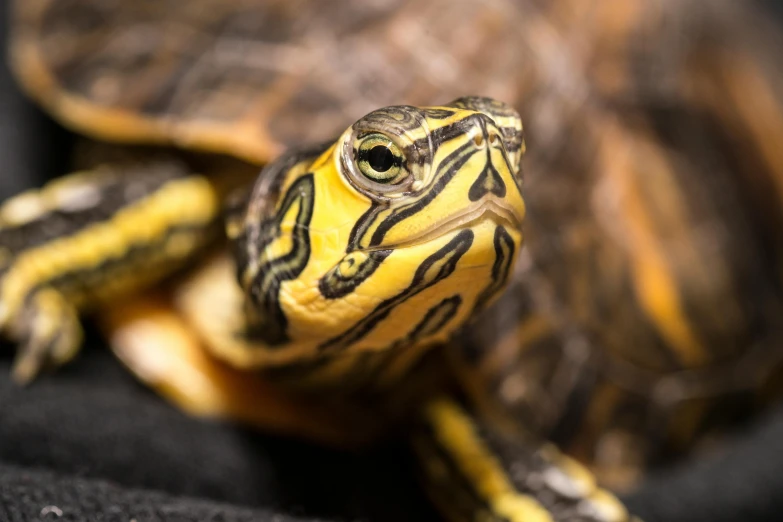 a close up of a yellow and black turtle, a portrait, by Brian Thomas, shutterstock, fan favorite, performance, wrinkly, cutest