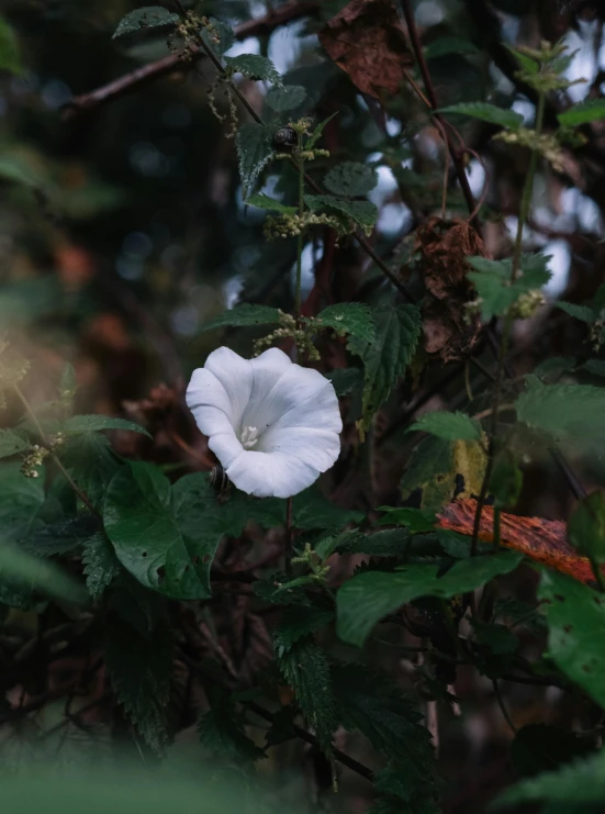 a white flower sitting on top of a lush green tree, inspired by Elsa Bleda, unsplash, hurufiyya, morning glory flowers, ☁🌪🌙👩🏾, in a jungle environment, ignant