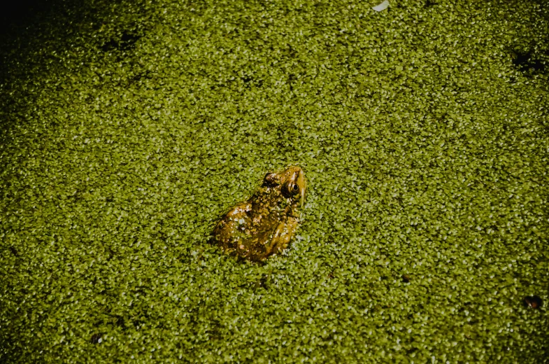 a frog that is sitting in some water, by Elsa Bleda, mossy ground, 3 5 mm kodachrome, drone photo, miranda meeks