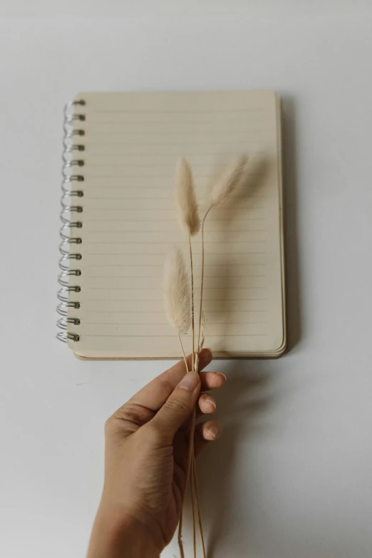 a person holding a feather on top of a notebook, beige, cat tail, soft shapes, collection product