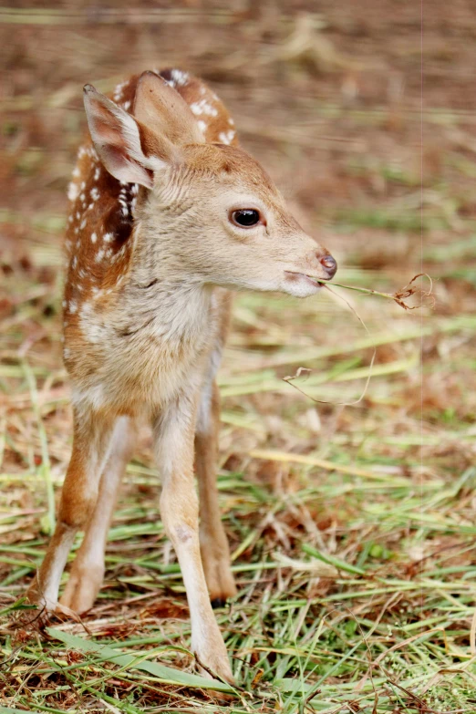 a baby deer standing on top of a grass covered field, tiny sticks, with a straw, multiple stories, spotted