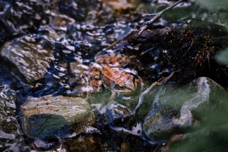 a frog that is sitting on some rocks, an album cover, unsplash, process art, turbulent water, full frame image, camo, in an icy river