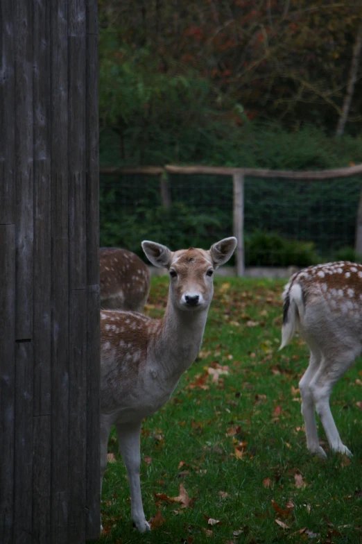 a couple of deer standing on top of a lush green field, in the yard, facing the camera