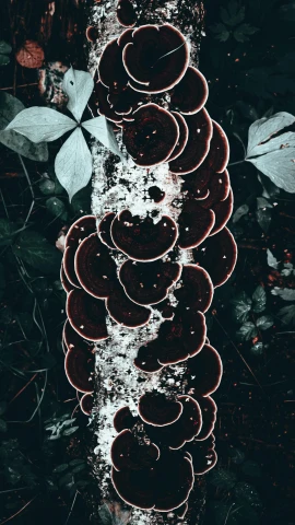 a group of mushrooms growing on the side of a tree, an album cover, inspired by Elsa Bleda, unsplash contest winner, generative art, body with black and red lava, dark. no text, a high angle shot, vines