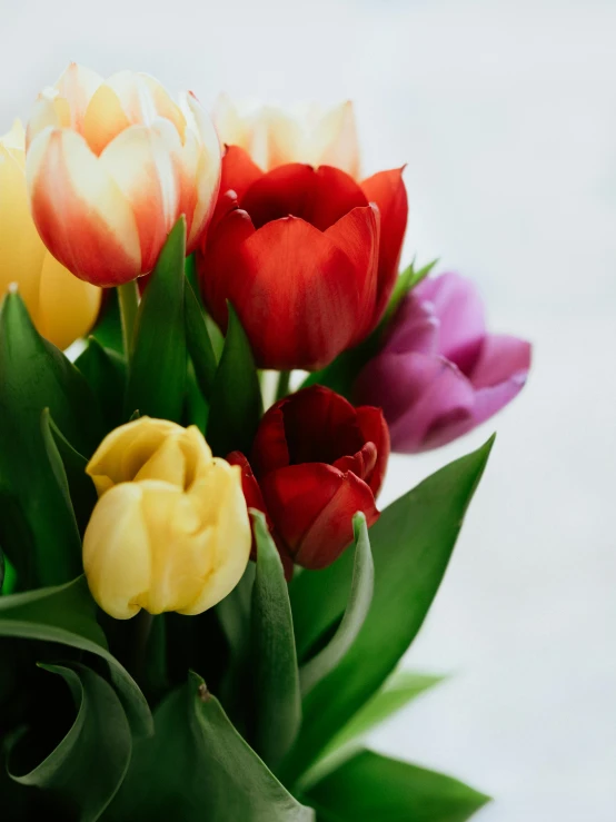 a vase filled with lots of different colored tulips, by Kristin Nelson, trending on unsplash, medium closeup, hugs, made of glazed, full product shot