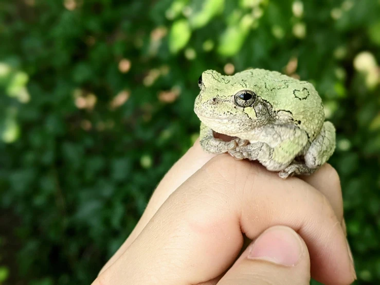 a person holding a small frog in their hand, unsplash, greenish skin, holding khopesh, gray mottled skin, outdoor photo