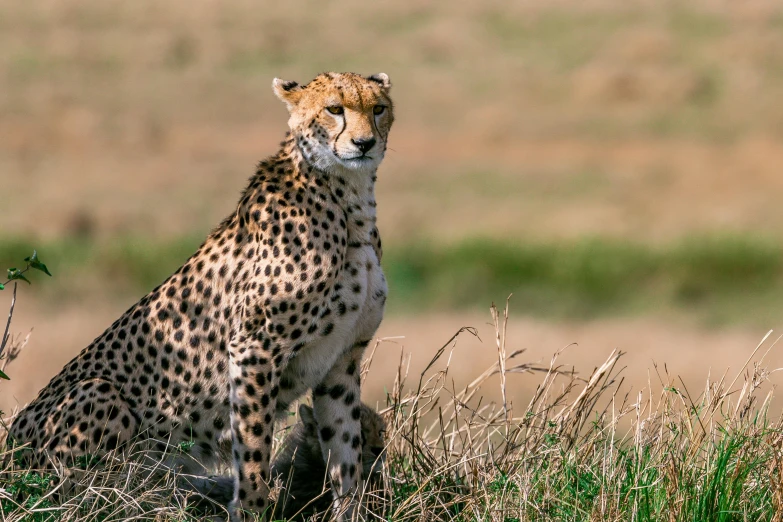 a cheetah sitting in the middle of a field, trending on pexels, unmistakably kenyan, slide show, conde nast traveler photo