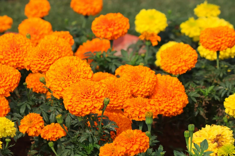 a bunch of orange and yellow flowers in a field, pexels, vanitas, india, marigold background, partly sunny, festivals