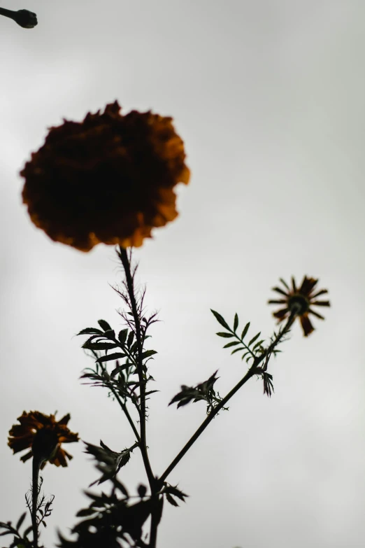 a close up of a flower with a sky in the background, unsplash, silhouette :7, marigold background, grey sky, withered