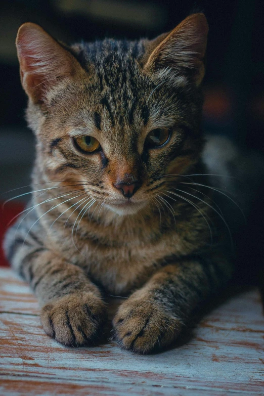 a cat sitting on top of a wooden table, pexels contest winner, timid and vulnerable expression, upclose, sharp claws, sitting on the floor