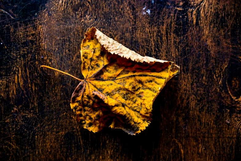 a close up of a leaf on a wooden surface, by Daniel Gelon, art photography, the yellow creeper, square, food photography, brown