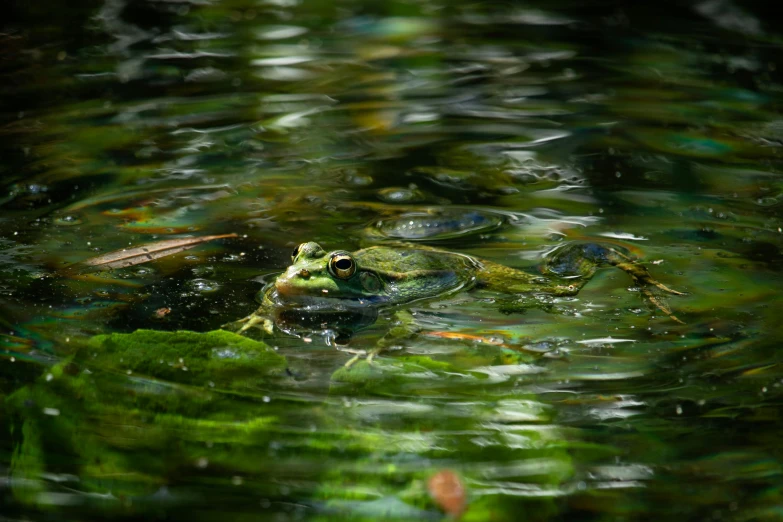 a frog that is sitting in some water, unsplash, fan favorite, lush surroundings, digital artwork, refracting