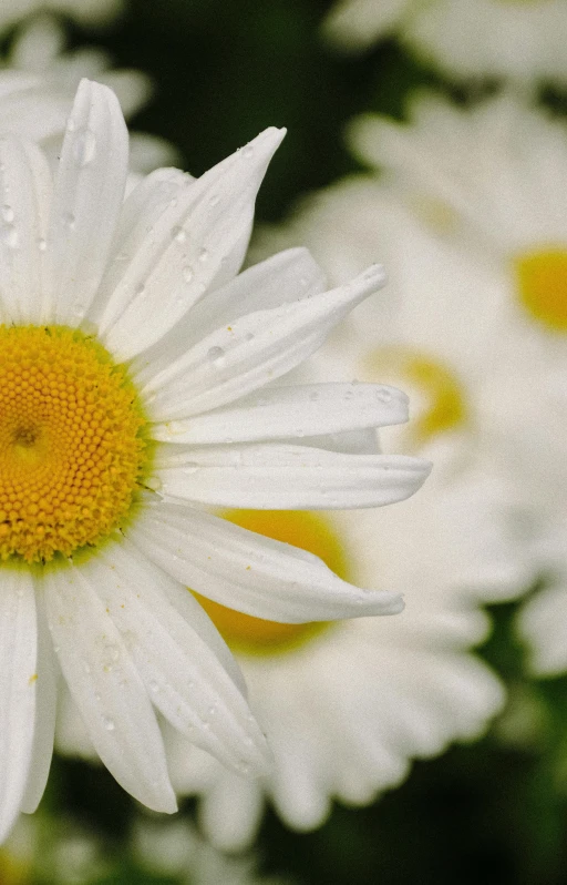 a bunch of white flowers with yellow centers, a picture, by David Simpson, unsplash, highly detailed image, clean detail 4k, summer morning dew, photorealist