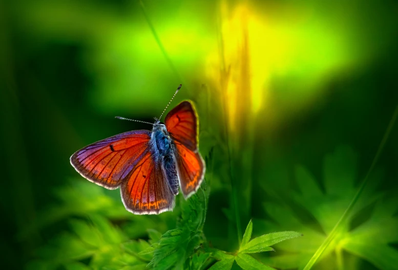 a butterfly sitting on top of a green plant, paul barson, complementary colour, small, andrey gordeev