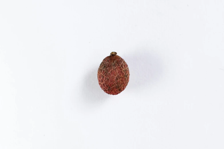 a close up of a red object on a white surface, unsplash, sōsaku hanga, seeds, brown, hanging, detailed hatching