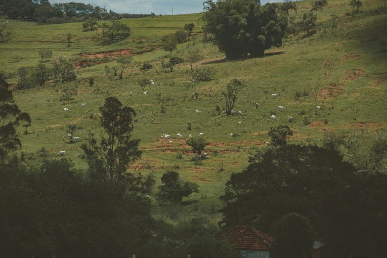 a herd of sheep grazing on a lush green hillside, an album cover, by Elsa Bleda, pexels contest winner, são paulo, hideen village in the forest, 2000s photo