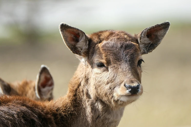 a couple of deer standing next to each other, a picture, unsplash, mingei, close up portrait photo, no cropping, swedish, young female