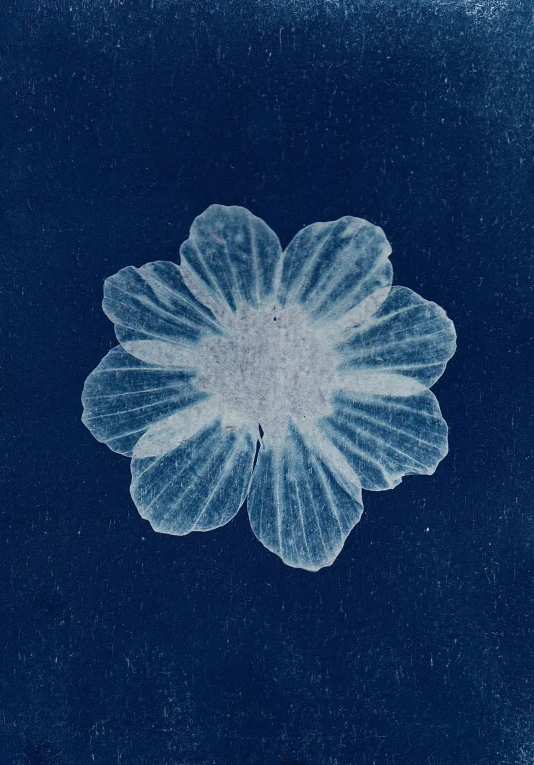 a close up of a flower on a blue surface, an album cover, inspired by Hasegawa Tōhaku, cyanotype, 1857, transparent, made of glazed